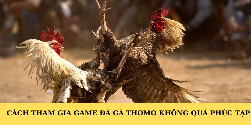 Cách tham gia game đá gà Thomo không quá phức tạp