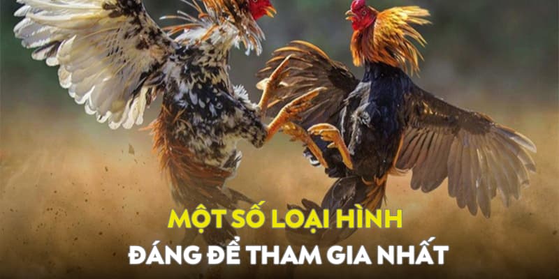 Một số loại hình đá gà hay nhất