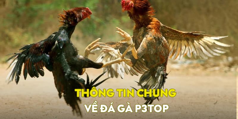 Thông tin chung về sảnh đá gà P3