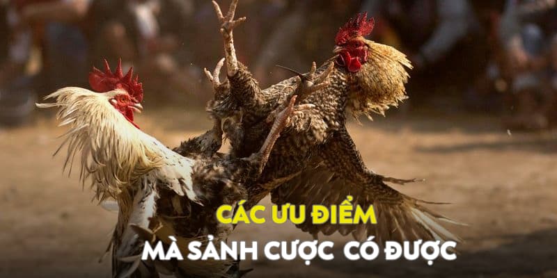 Các ưu điểm nổi bật của sảnh đá gà