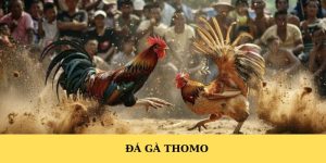 Đá gà thomo P3