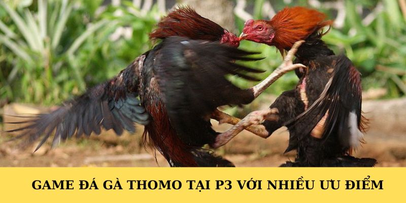 Game đá gà Thomo tại P3 với nhiều ưu điểm