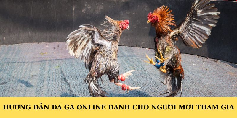 Hướng dẫn đá gà online dành cho người mới tham gia