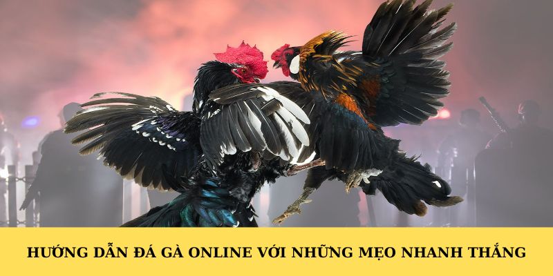 Hướng dẫn đá gà online với những mẹo nhanh thắng